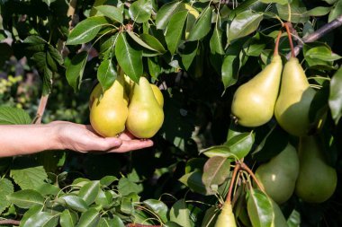 Güneşli bir bahçede bir dalda asılı duran bir sürü olgun armut.