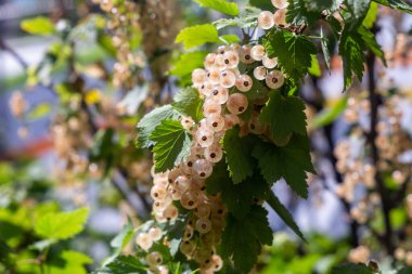 Yeşil güneşli bahçede lezzetli, beyaz kuş üzümü dalları