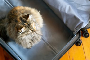 Kedi bagajda oturuyor. Yavru kedi yolculuğa hazırlanıyor.