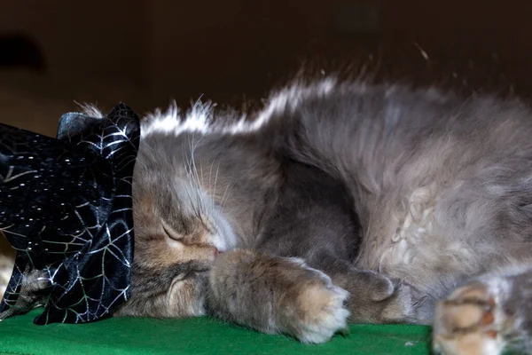 Gato Dormindo Traje Halloween — Fotografia de Stock