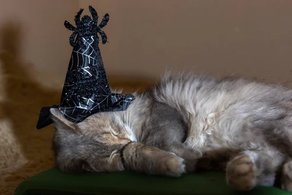 Sovande Katt Halloweendräkt — Stockfoto