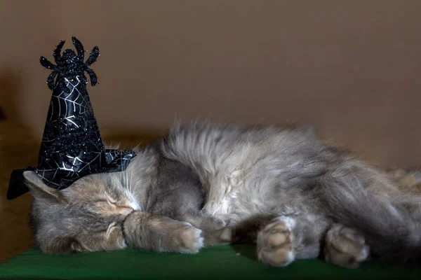 Durmiendo Gato Halloween Traje — Foto de Stock