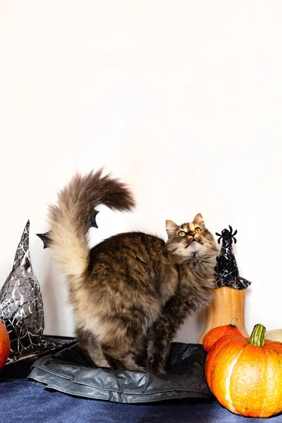 Flauschige Katze Halloween Dekor Beim Betrachten Des Kopierraums Für Ihren — Stockfoto