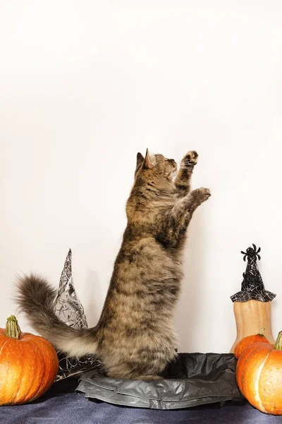 Cadılar Bayramı Dekorunda Pofuduk Kedi Metin Için Kopya Alanına Bakıyor — Stok fotoğraf