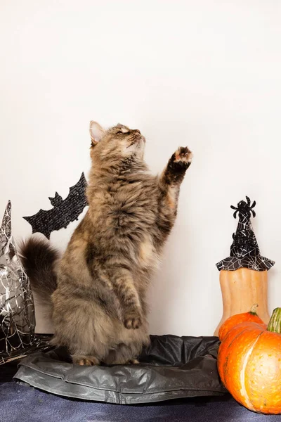 Flauschige Katze Halloween Dekor Beim Betrachten Des Kopierraums Für Ihren — Stockfoto