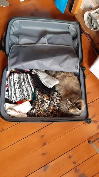 Gatto Seduto Nel Bagaglio Gattino Prepara Viaggio — Foto Stock