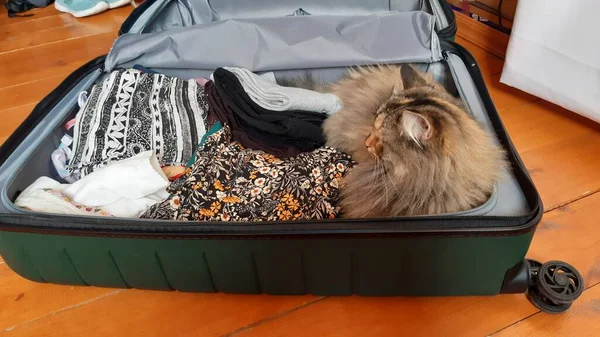 Gato Sentado Bagagem Gatinho Preparando Para Uma Viagem — Fotografia de Stock