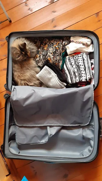 Kot Siedzi Bagażu Kotek Szykuje Się Wycieczkę — Zdjęcie stockowe