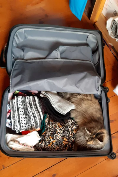 Chat Assis Dans Les Bagages Kitten Prépare Pour Voyage — Photo