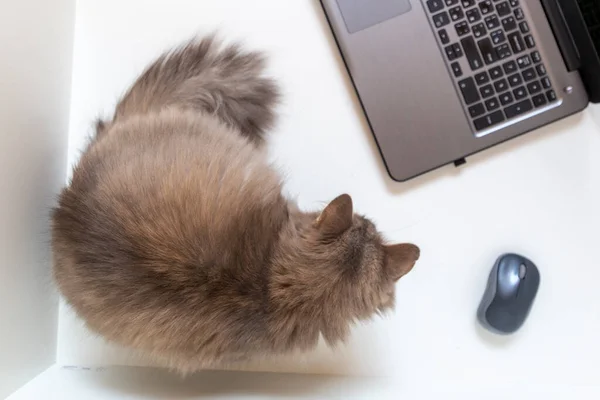 Flauschige Katze Sitzt Neben Dem Laptop — Stockfoto