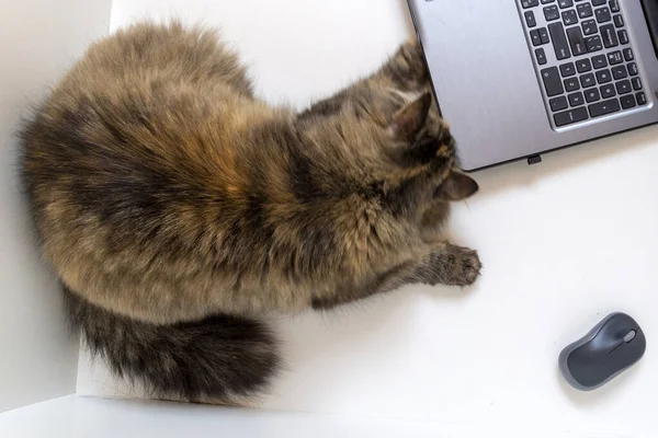 Fluffy cat laying relaxed near the laptop