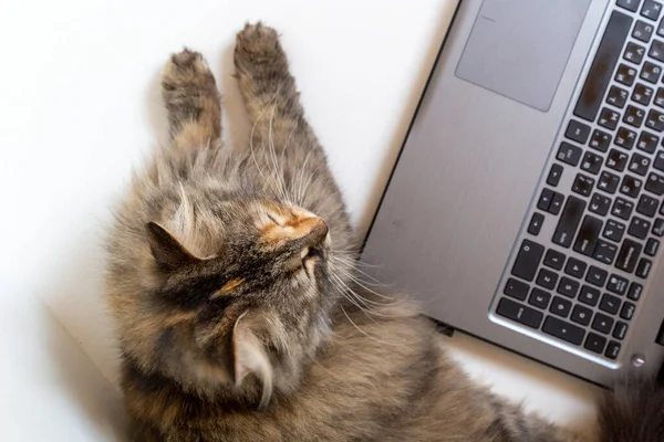 Fluffy Cat Laying Relaxed Laptop — Stock Photo, Image