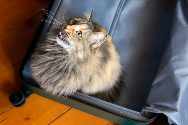 Gato Sentado Bagagem Gatinho Preparando Para Uma Viagem — Fotografia de Stock