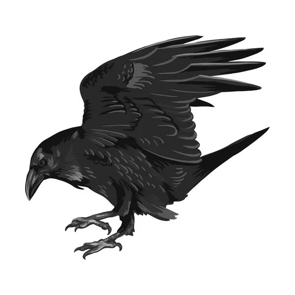 乌鸦画高质量的矢量插图。黑色乌鸦. 图库插图