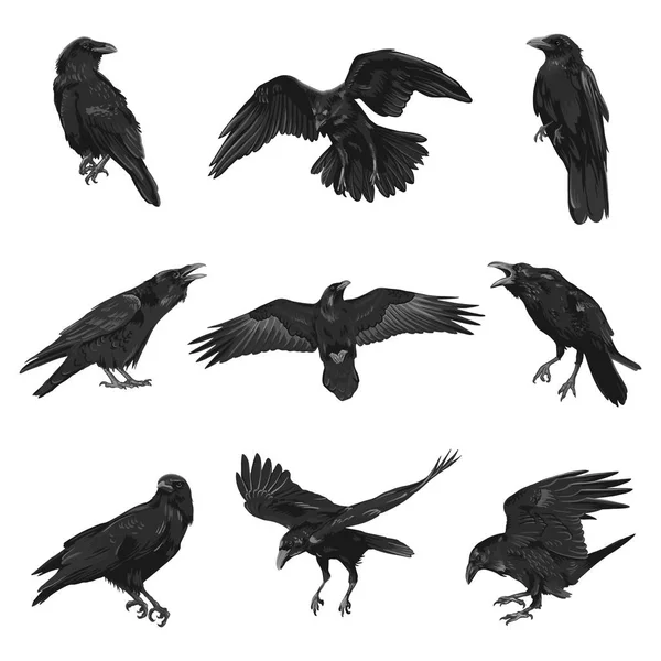 乌鸦画高质量的矢量插图。黑色乌鸦. 免版税图库插图