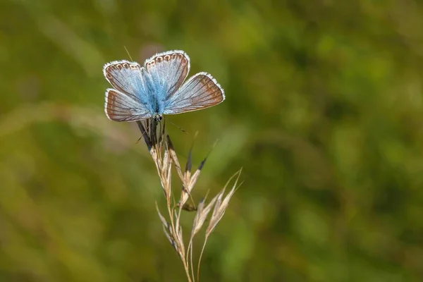 Petite Colline Craie Papillon Bleu Avec Des Ailes Ouvertes Assis — Photo