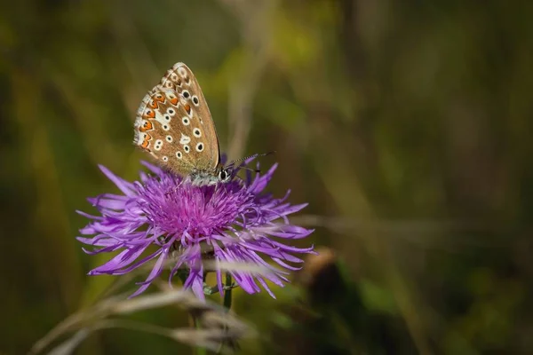 Μικρή Μπλε Πεταλούδα Του Λόφου Κιμωλία Ένα Θηλυκό Κάθεται Ένα — Φωτογραφία Αρχείου