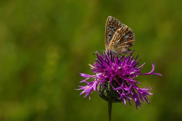 小さなチョークの丘青い蝶 女性は 晴れた夏の日に牧草地で成長する紫色の雑草の花に座っています 背景には鮮やかな緑の草 スペースのコピー — ストック写真