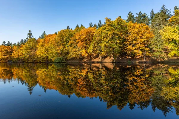 Tranquil scenery with colorful yellow, orange and green trees growing along a lake. Reflection of the trees in the water. Bright sunny autumn day with blue sky.