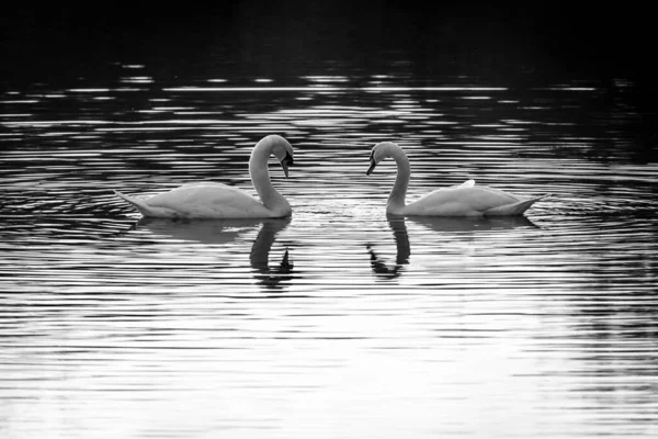 Imagem Preto Branco Par Cisnes Mudos Nadando Lago Reflexão Dos — Fotografia de Stock