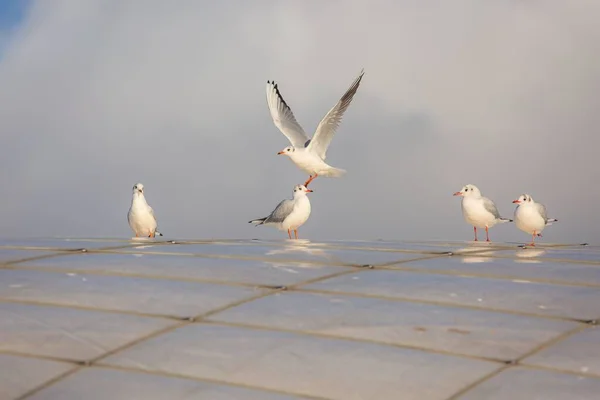 Rebanho Cinco Gaivotas Brancas Cabeça Preta Com Bicos Laranja Pernas — Fotografia de Stock