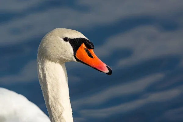 Close Portrait Mute Swan Head Covered Wet Drops White Bird — Stock Photo, Image