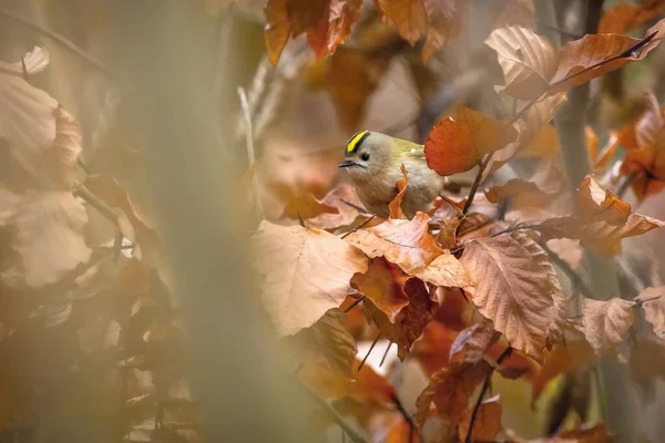 黄金のクレストの肖像画 乾燥したオレンジの葉の間に隠さ明るい黄金のクレスト羽を持つ小さな灰色 緑のパッセリンの鳥は 森の中で秋の日に残します 手前のブリリー — ストック写真
