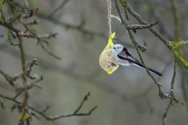 White Brown Black Long Tailed Tit Holding Fat Ball Yellow — Stock fotografie