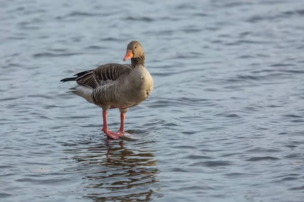 Greylag Goose Orange Beak Legs Standing Blue Water Sunny Winter — Stock Photo, Image