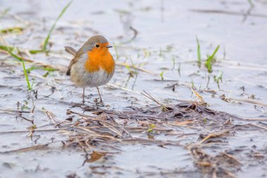Turuncu sandıklı gri ve kahverengi bir Avrupalı ötücü kuş olan Robin 'in portresi nehrin kenarında duruyordu. Doğada soğuk kış günü.