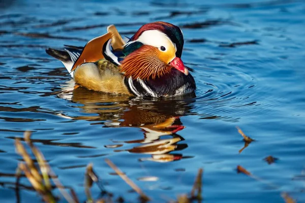 Close-up portrait of a colorful drake of mandarin duck swimming in a river on a bright sunny day. Reflection of the bird and its vivid colors in blue water. Brown plants in the foreground.