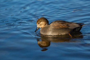 Vahşi bir gadwall erkeği, siyah gagalı gri ve kahverengi amatör bir ördek, mavi nehirde içme suyu içerek yüzüyor. Güneşli bir kış günü.