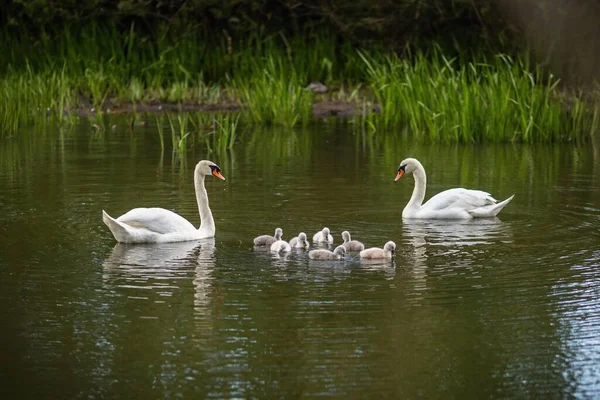 Divoký Bílý Němý Labuť Rodina Sedmi Roztomilé Malé Potomky Plavání — Stock fotografie