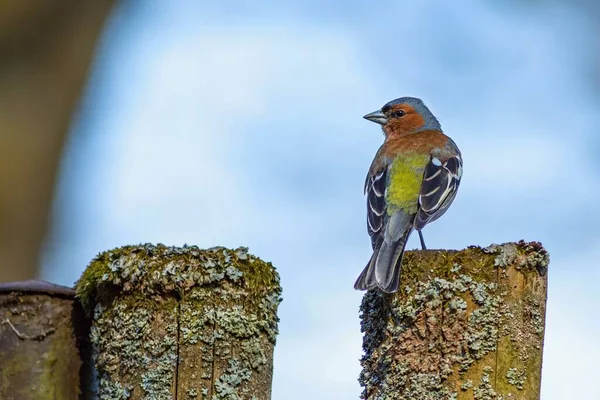 Queixo Macho Comum Empoleirado Cerca Madeira Coberta Com Musgo Cinzento — Fotografia de Stock