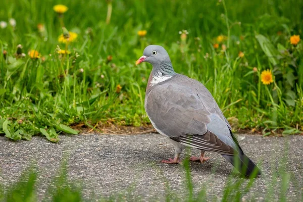 Pigeon Gris Debout Sur Trottoir Dans Parc Avec Herbe Verte — Photo