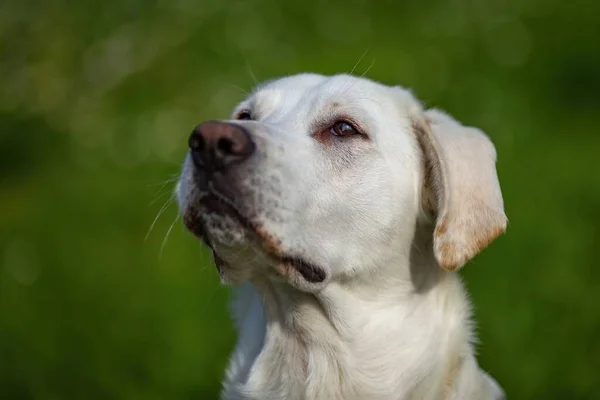 Ritratto Ravvicinato Cane Randagio Bianco Con Gli Occhi Marroni Alzando — Foto Stock