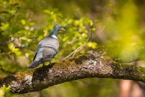 Portrait Pigeon Gris Commun Perché Sur Une Branche Brune Feuilles — Photo