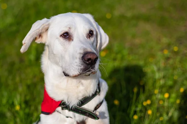 Lustig Aussehender Weißer Mischlingshund Mit Halsband Und Rotem Schal Sitzt — Stockfoto
