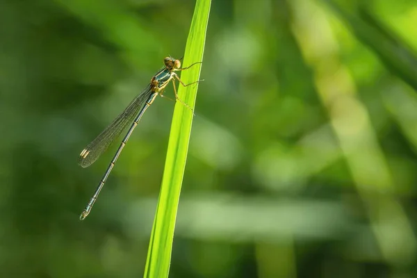 Close Image Thin Green Yellow Brown Damselfly Chalcolestes Viridis Transparent — Stock Photo, Image