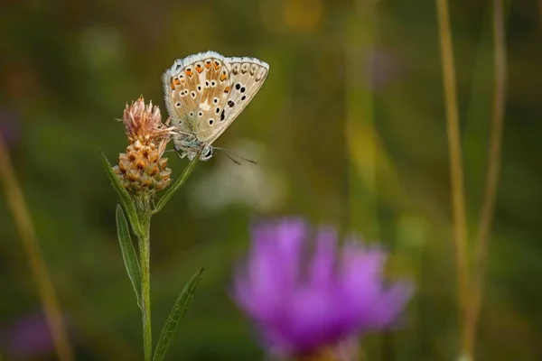 Μια Θηλυκή Μπλε Πεταλούδα Του Λόφου Κιμωλία Κάθεται Ανάποδα Ένα — Φωτογραφία Αρχείου