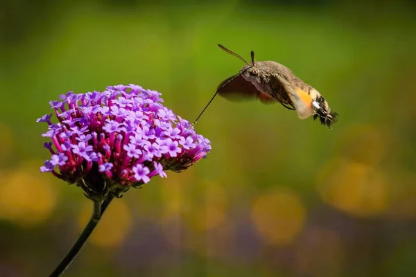 Tiny Hummingbird hawk-moth buzzing around violet flowers of Argentinian vervain sampling nectar with its proboscis. Sunny day in a garden. Blurry green and yellow background.