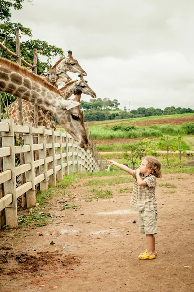 在一天时间在动物园喂养一只长颈鹿的小男孩. — 图库照片