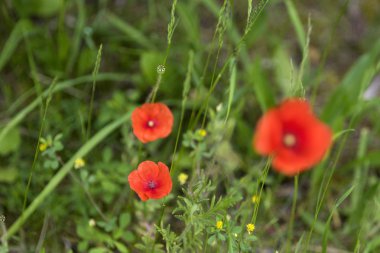 haşhaş çiçekleri.