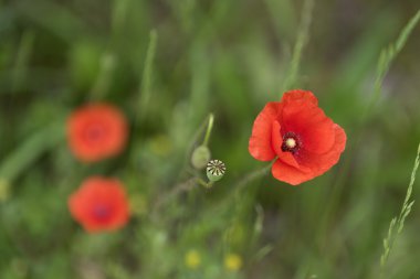 haşhaş çiçekleri.