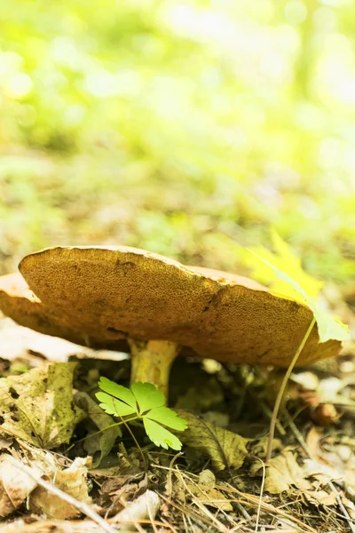 Divoká houba. — Stock fotografie