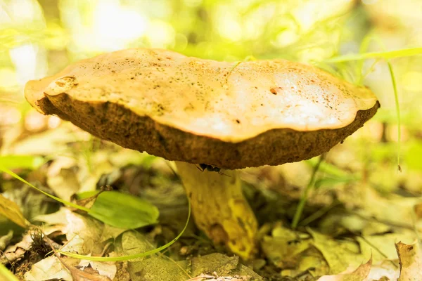 Divoká houba. — Stock fotografie