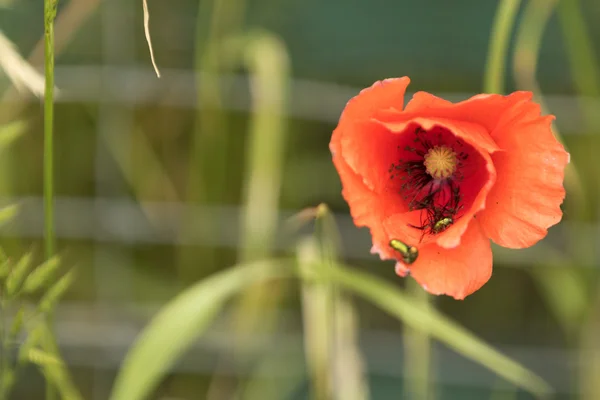 Fleurs de pavot . — Photo