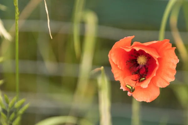 Vallmo blommor. — Stockfoto