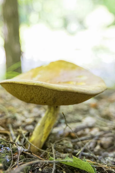 Divoká houba. — Stock fotografie