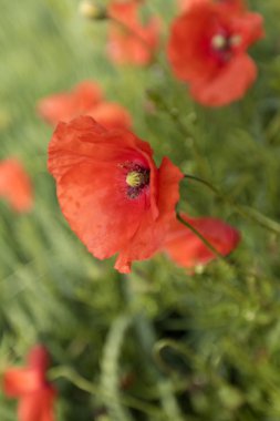 haşhaş çiçekleri.